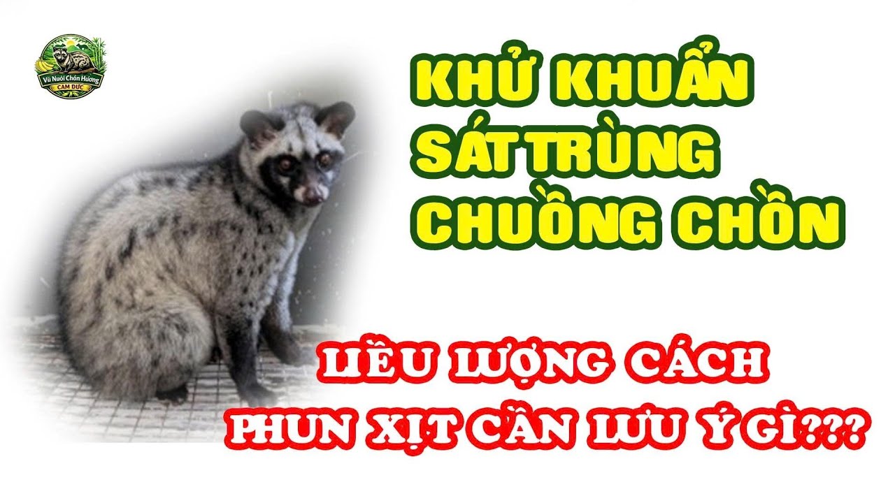 CÓ NÊN KHỬ KHUẨN | SÁT TRÙNG CHUỒNG CHỒN HƯƠNG ĐỊNH KỲ