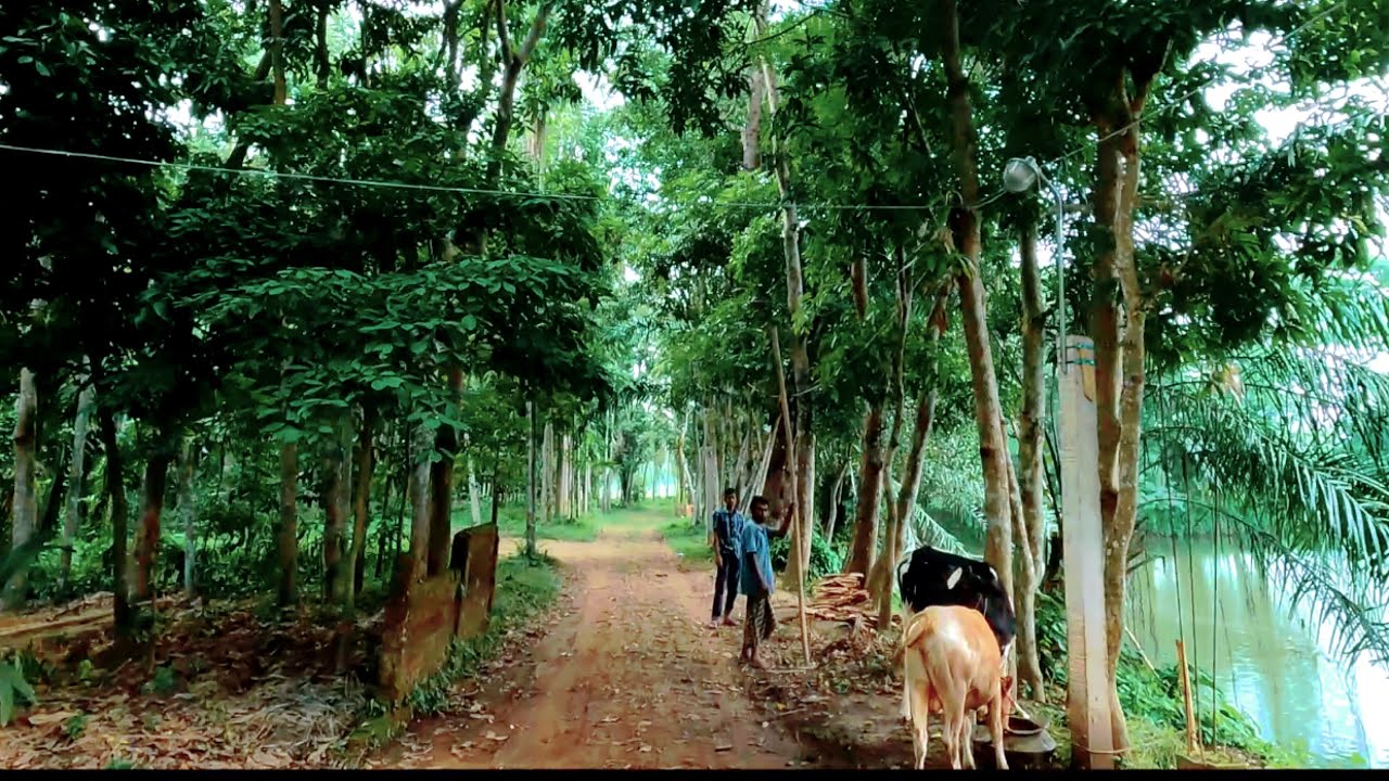 Bangladesh Village View | Bangladeshi Villages Video | Patantula Area