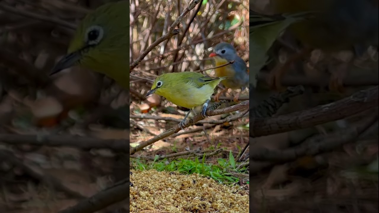 Senegal White Eye Zosterops and Pekin Robin | Bird Sounds | Birds