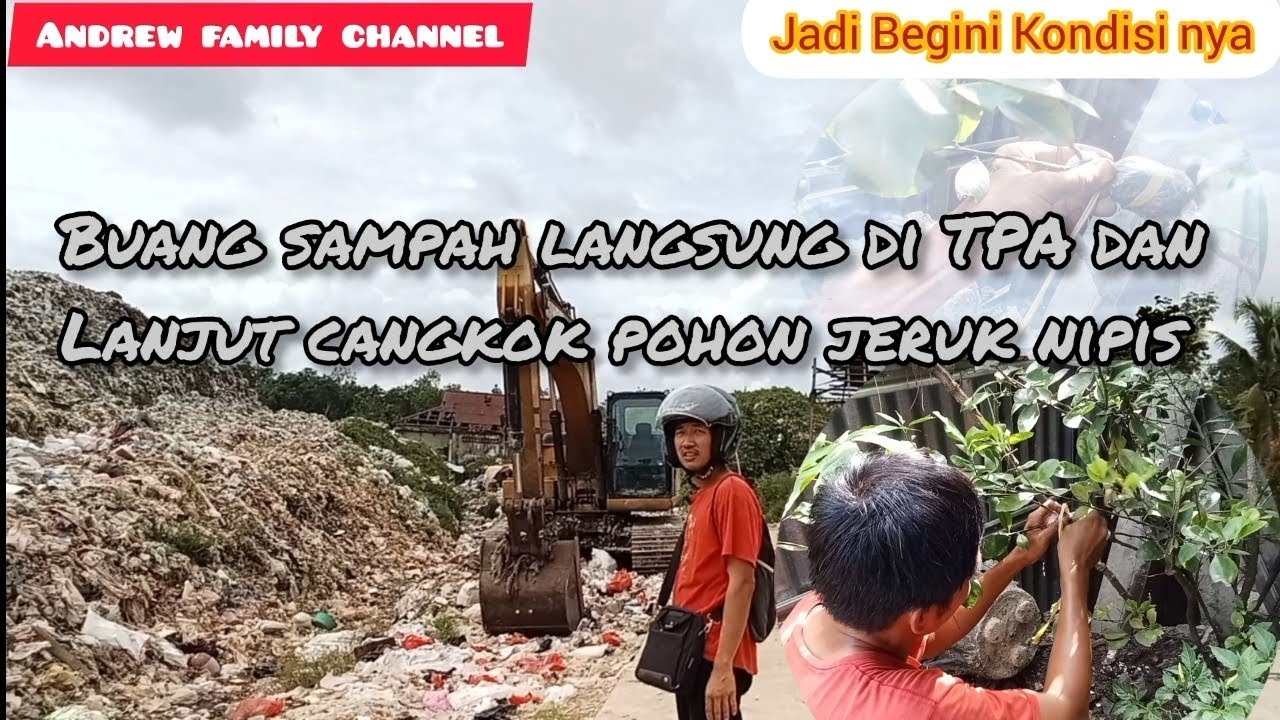 BUANG SAMPAH LANGSUNG DI TPA DAN LANJUT CANGKOK POHON JERUK NIPIS