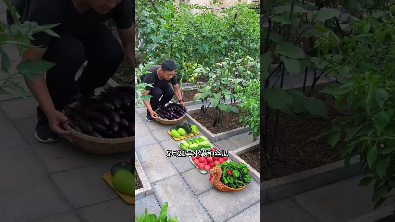 新的一年种菜时间表 2025年，全年种菜时间表来了，什么时间该种什么菜， 都给大家整理好了#种菜小技巧 #我的小菜园 #一起学种菜 #蔬菜种植