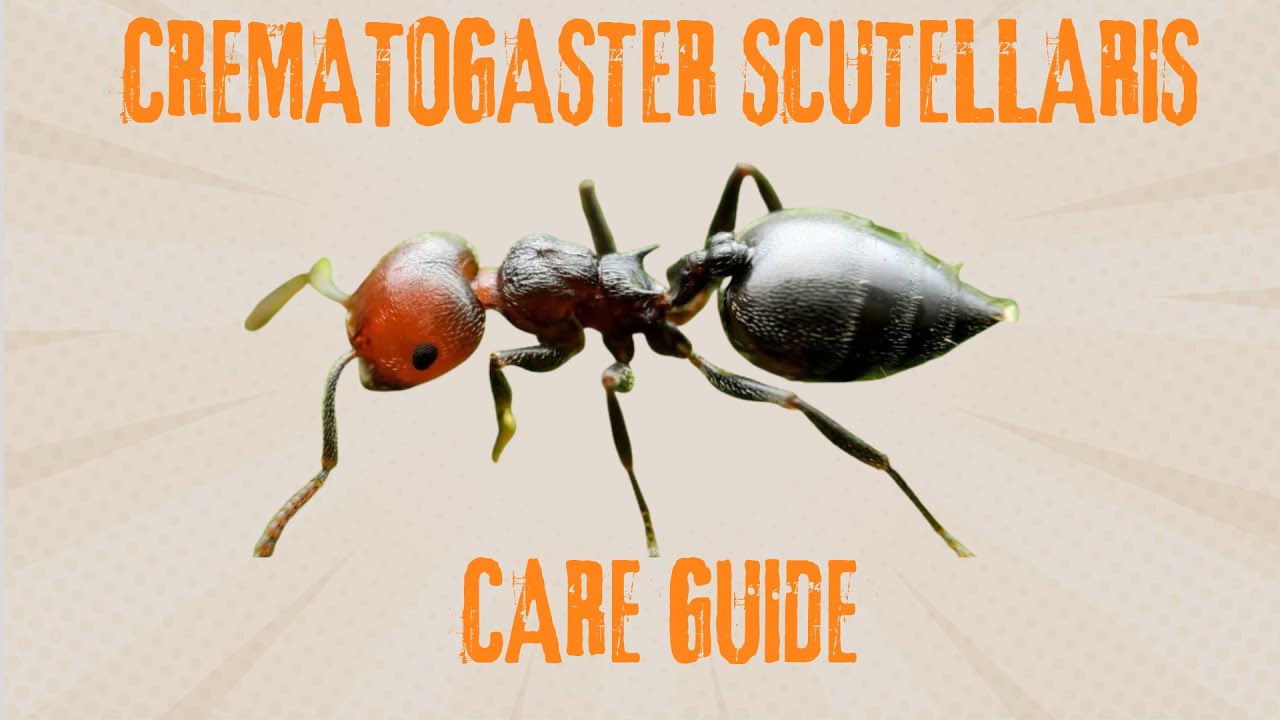 Crematogaster Scutellaris Care Guide (Valentine Ants, Red Scorpion Ants)