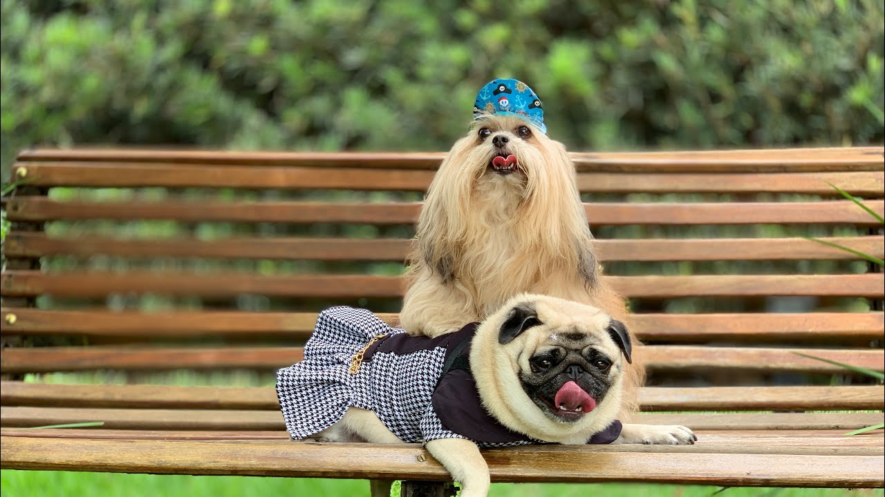 Nosso primeiro destino #AgitoPet 2020: Pousada do Quilombo em S&atilde;o Bento do Sapuca&iacute;