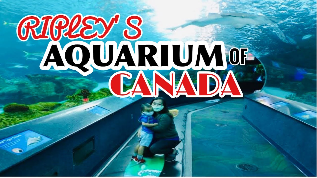 4K Ripley's Aquarium of Canada Toronto Ontario