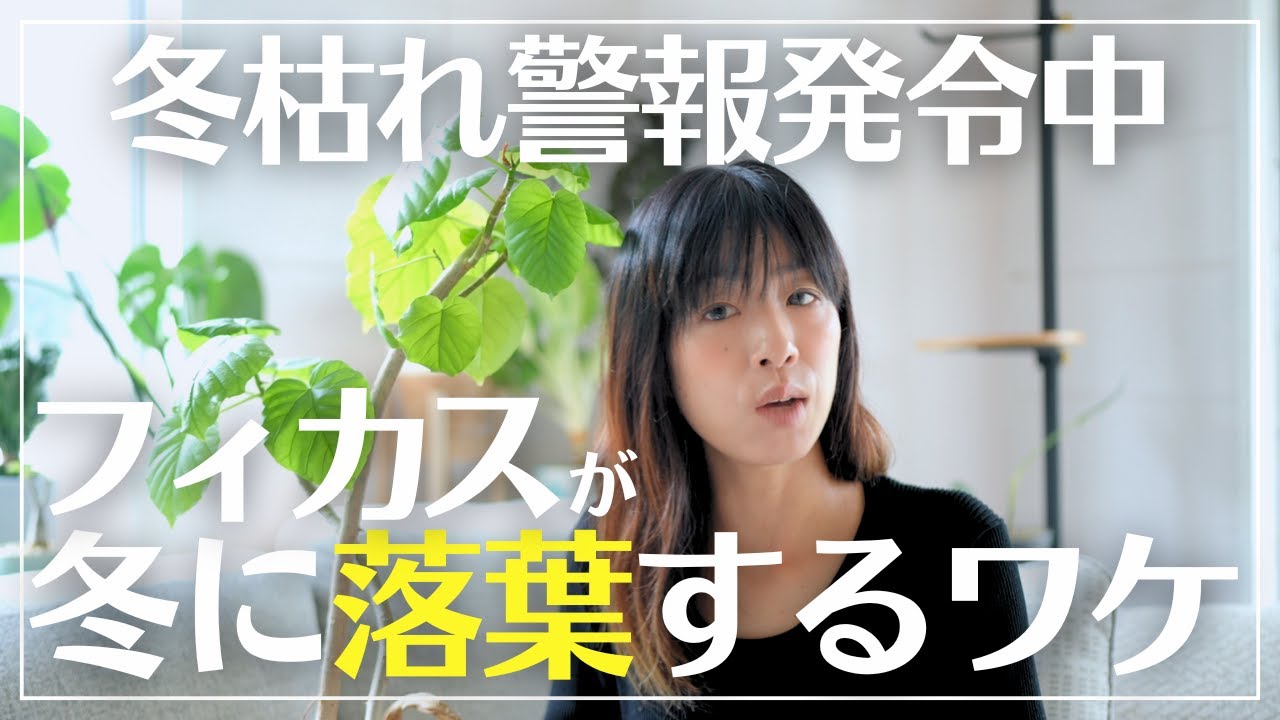 【フィカス、強そうで実は超デリケート】ほとんどの人が間違えてるフィカスが本気で育つ環境
