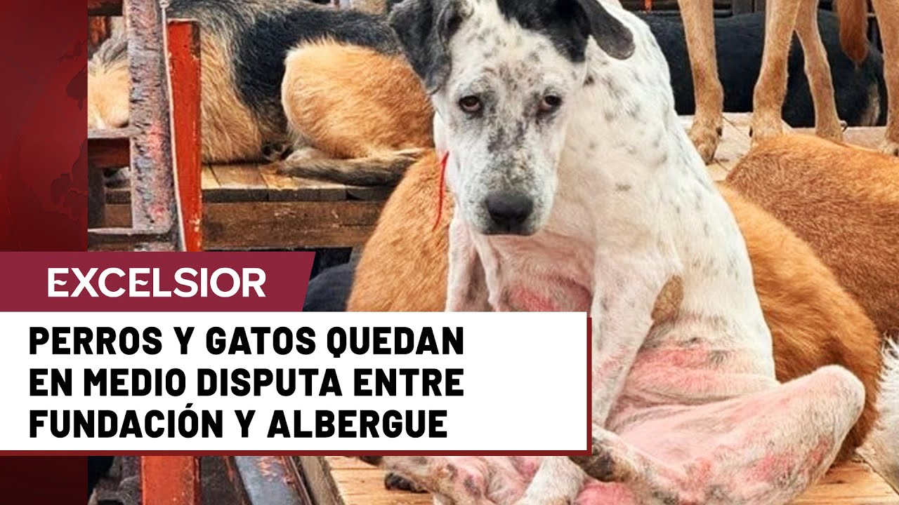 &iquest;Qu&eacute; pas&oacute; con todos los animales del Refugio Franciscano?