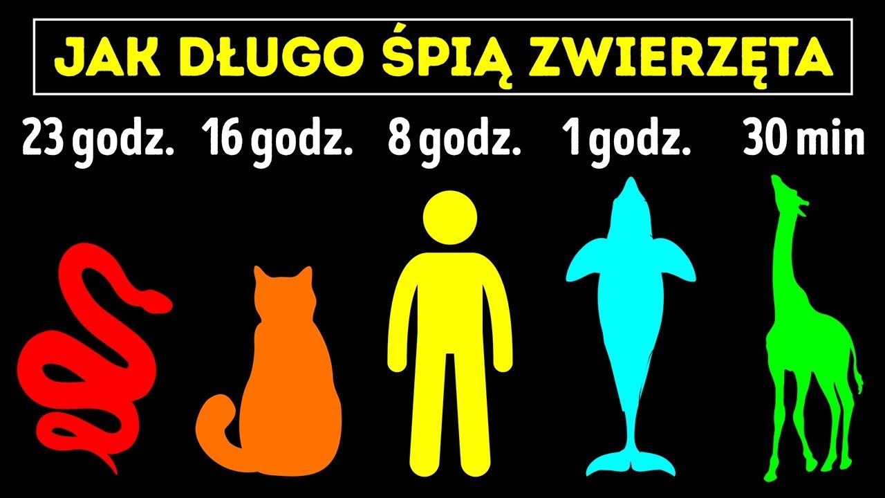 Największe śpiochy w świecie zwierząt