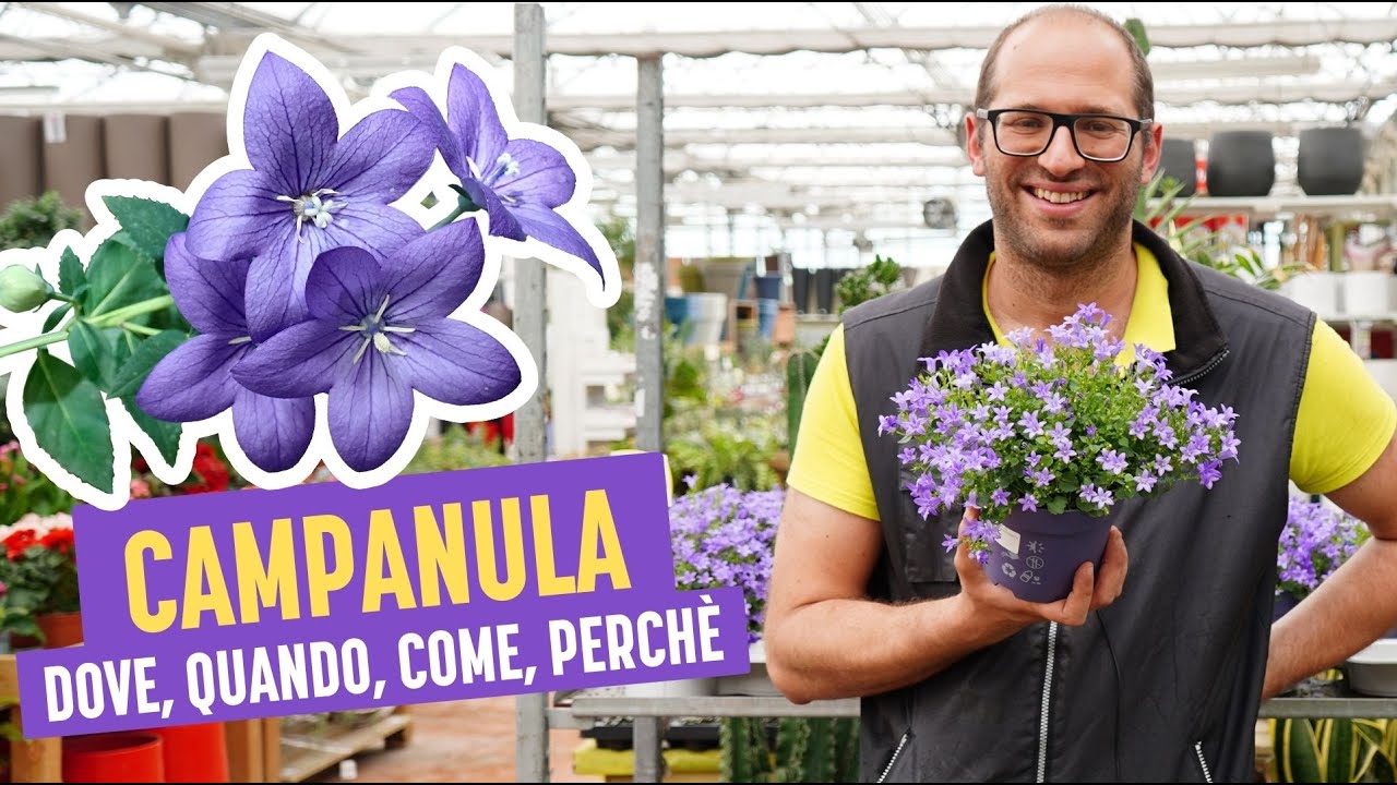 Campanula: Dove piantarla, Quando, Come Coltivarla e Perch&eacute;
