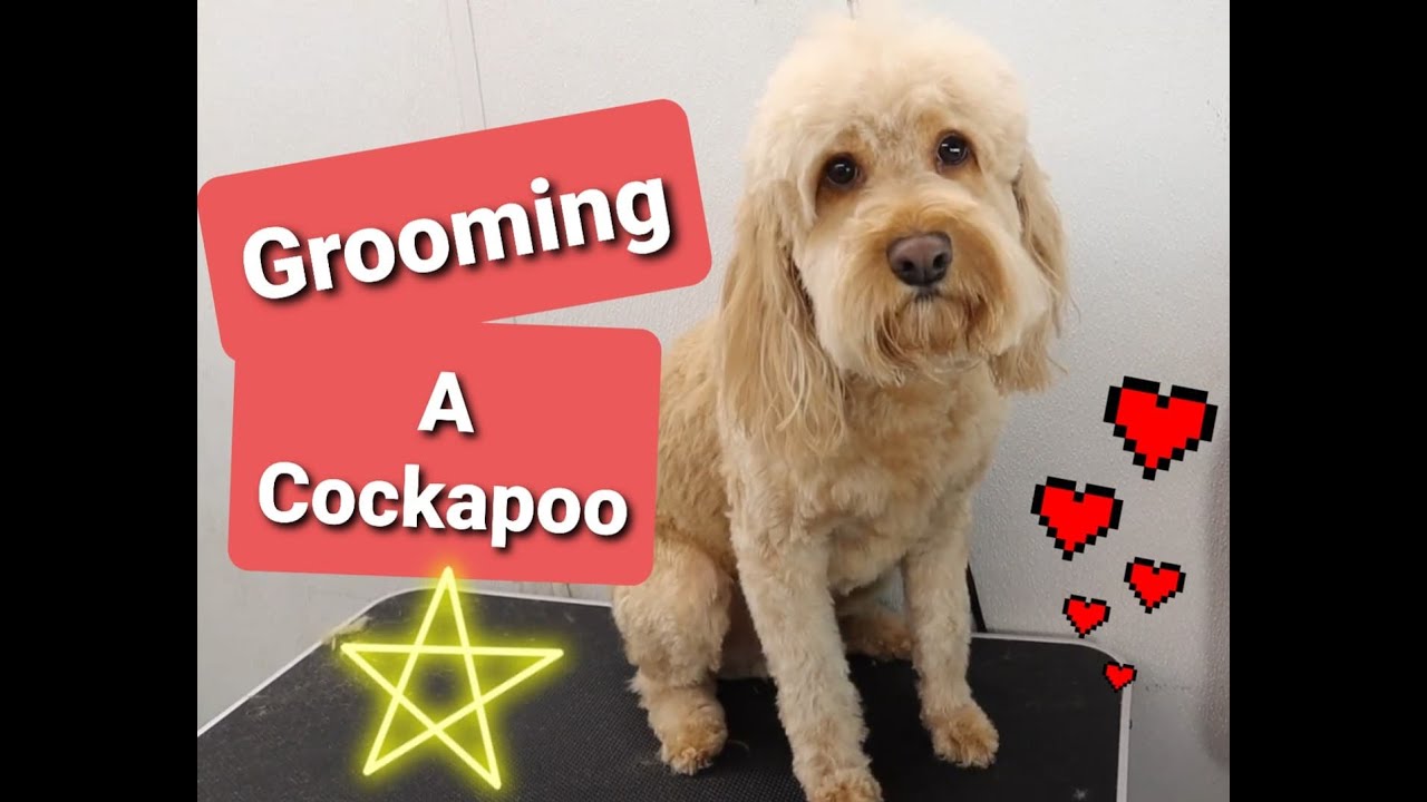 Grooming a Cockapoo