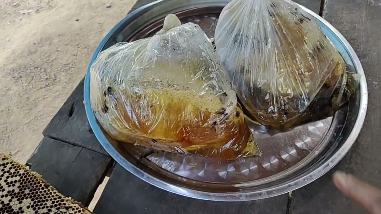 เซียนตามโทรตาม ผึ้งหลวงรังใหญ่น้ำหวาน 8 กิโล ขี่ใหญ่ คนบ้านโคก 3/3/69