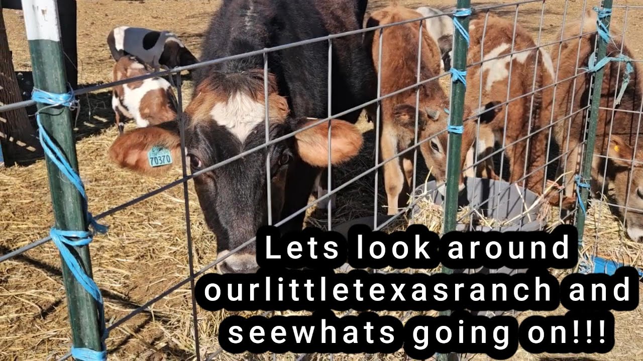 Hello all!  come and tour around ourlittletexasranch and see whats going on! #ourlittletexasranch