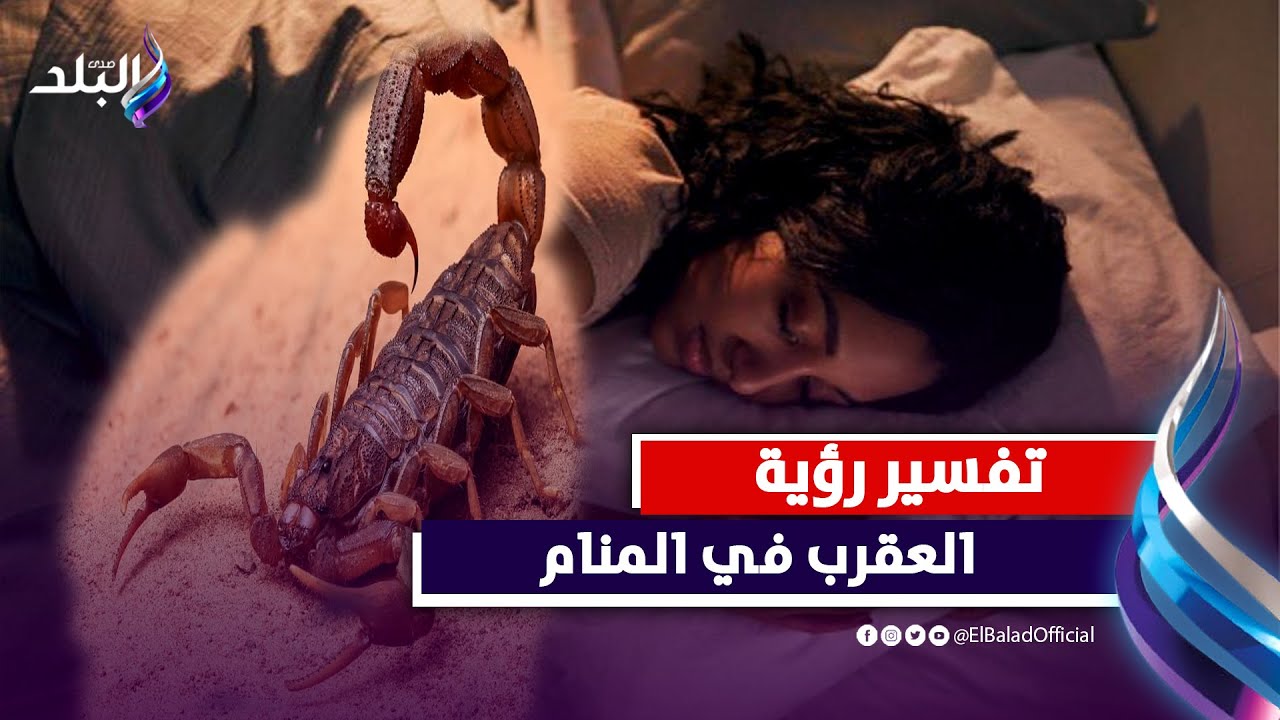 ماذا يحدث لك عند رؤيتك للعقرب فى الحلم ؟  د.صوفيا زادة | توضح تفسير حلمك