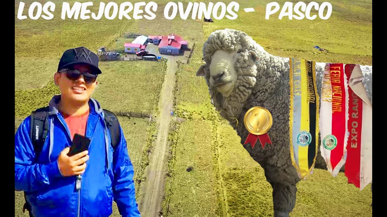 Los mejores ovinos Corriedale de la altura - Pasco Perú (1/2) | BuenDato