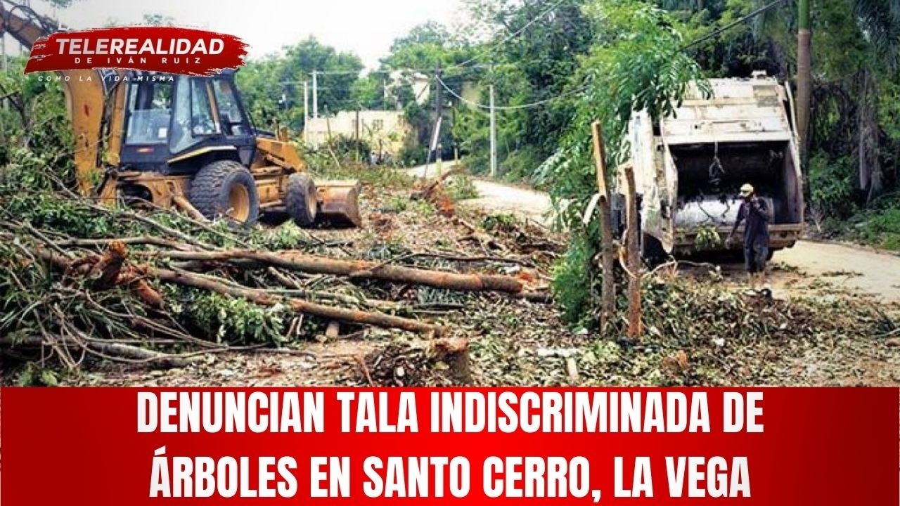 Denuncian tala indiscriminada de árboles en Santo Cerro, La Vega.