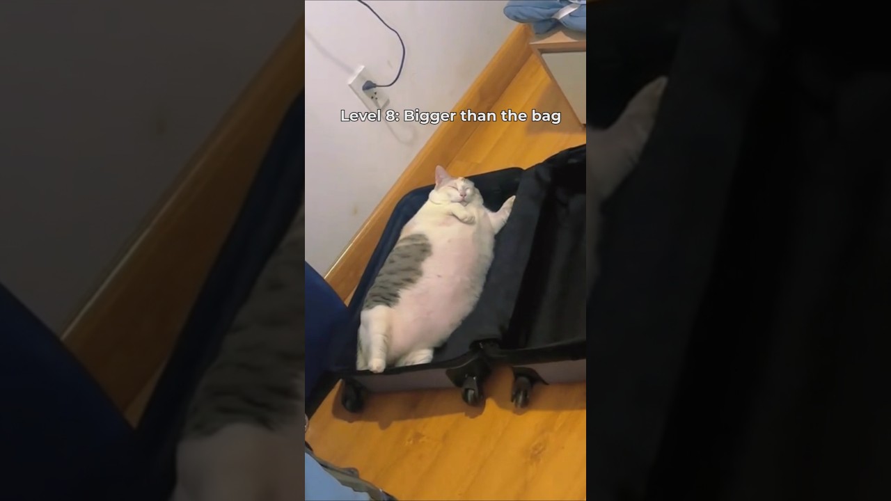 Cats but they get fatter!🎅