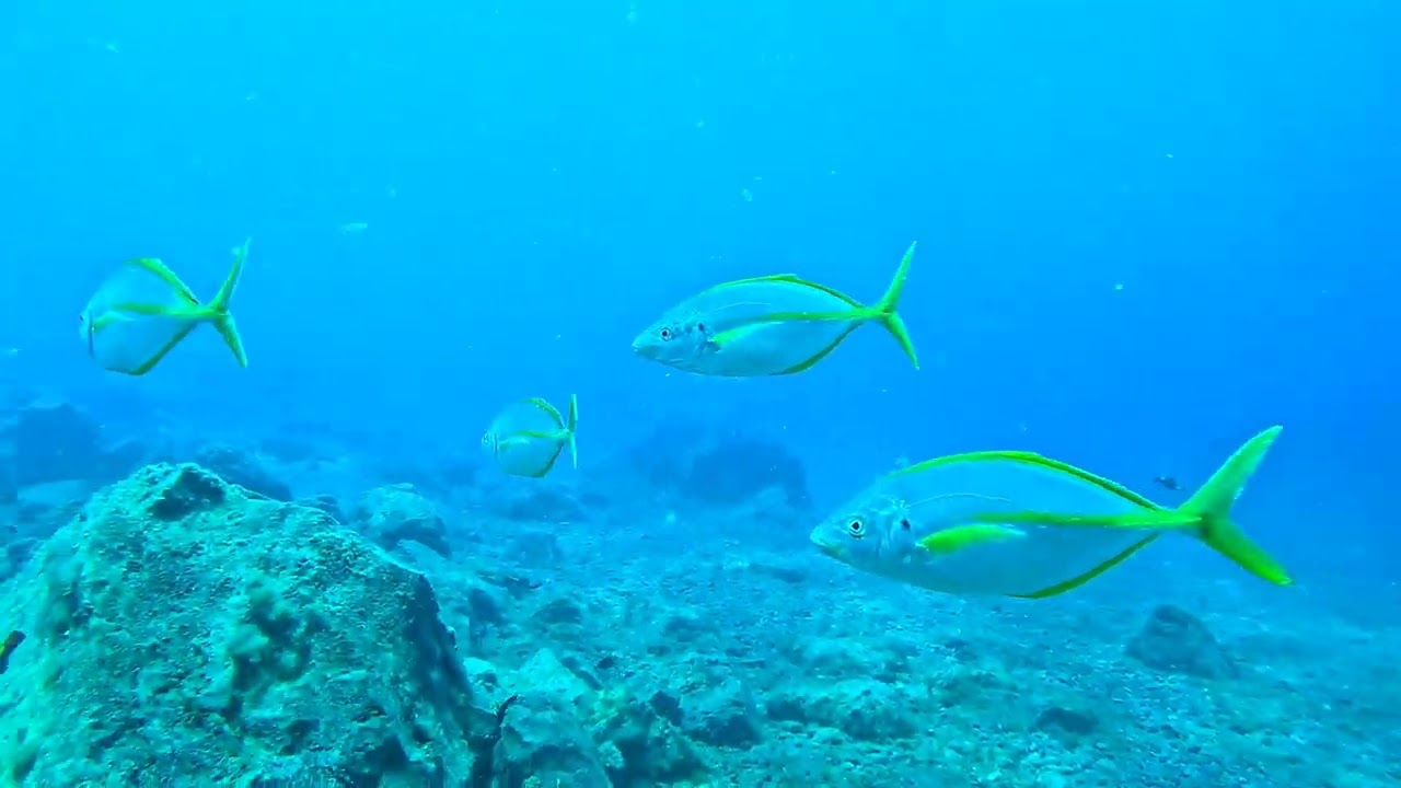 Diving the protected waters of Los Gigantes - a summer to remember