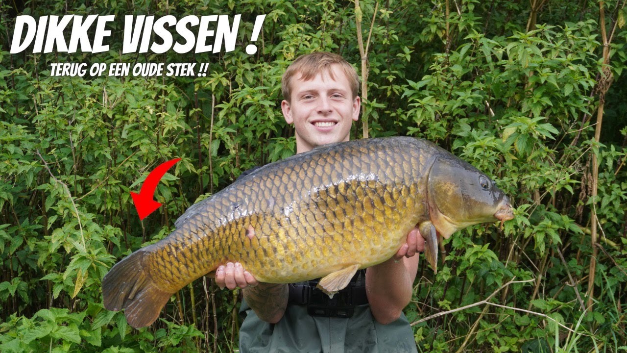KARPERVISSEN AAN EEN OUD KANAAL - WAT EEN PRACHTIGE VISSEN !