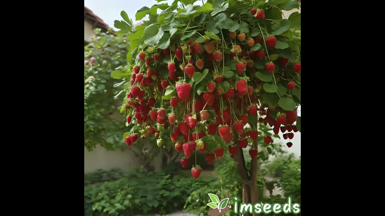 🌱 New Arrival! Dwarf Strawberry Pot Plant Seeds &ndash;Turn Your Balcony into a Mini Fruit Garden! #seeds