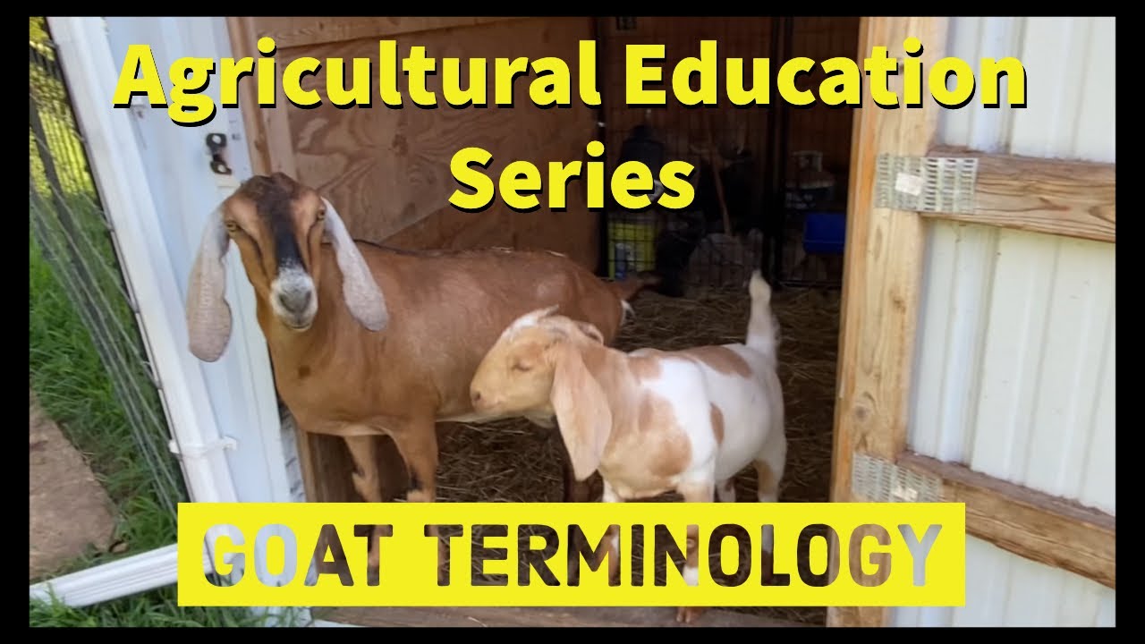 Goat Terminology | Agricultural Education Series | 