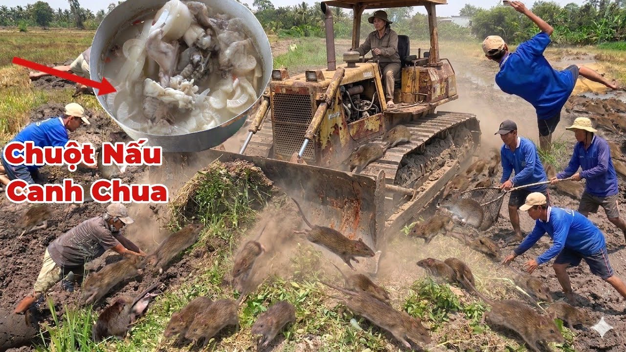 Chuột Chạy Bầy Bầy. Khi Xe Ủi Ủi V&ocirc; Bờ Đất L&acirc;u Năm Kh&ocirc;ng Ai Bắt Chuột 
