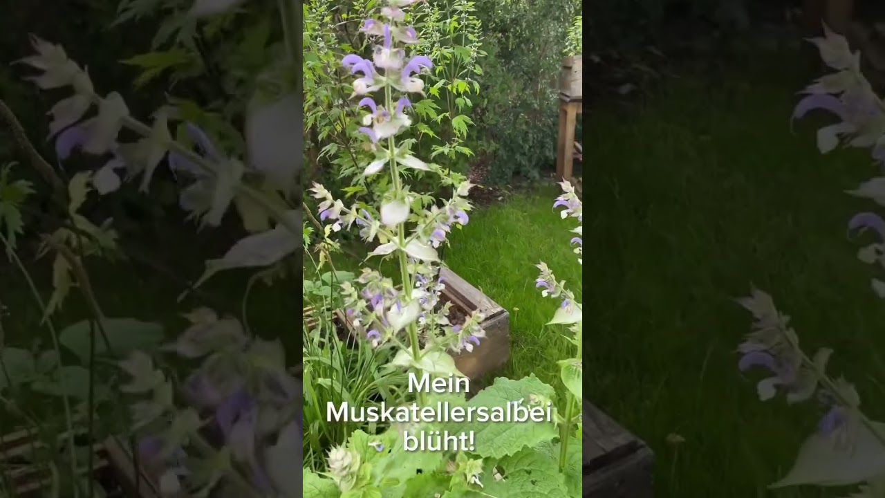 #muskatellersalbei #heilpflanzen #verdampfen