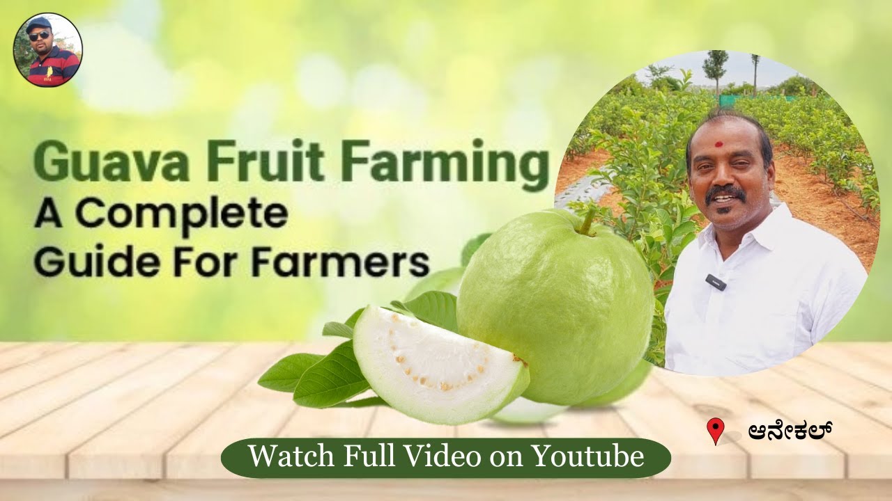 ತೈವಾನ್ ಸೀಬೆ ಪೇರಳ ಕೃಷಿ ಮಾಹಿತಿ Taiwan Guava Farming information at Hosur Near Anekal Karnataka