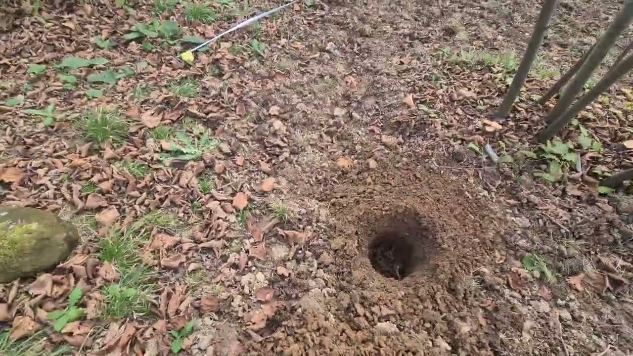 Çit sıralı sistem delisava fındık dikimi devam ediyoruz eski fındık ocaları değişimi
