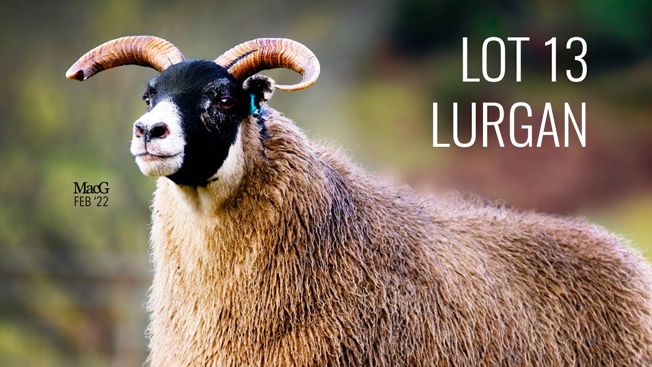 LOT 13 - Lurgan