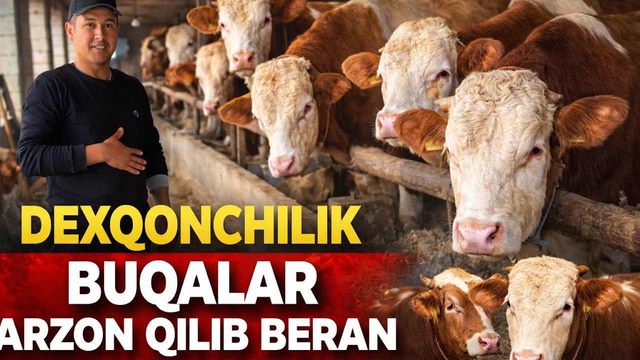 DEXQONDAN DAXSHAT DEXQONCHILIK BUQALAR 