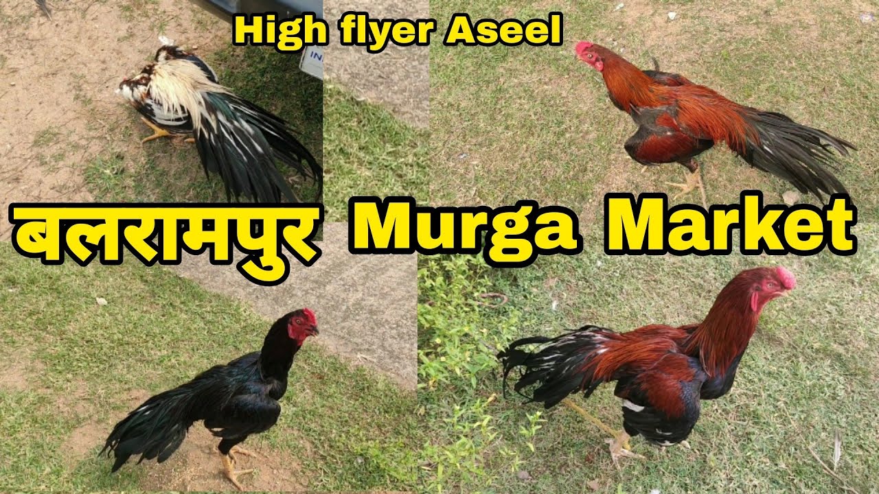बलरामपुर🐓  मुर्गा 🐓 ! MARKET ! BALRAMPUR MURGA MARKET ! ASEEL COLLECTION