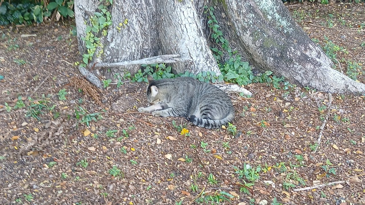 Monday with this cute cat🐾🐈