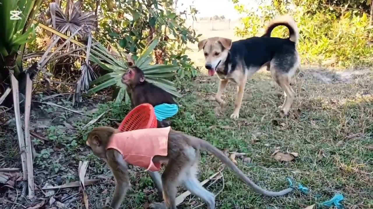 Funny Monkey and Dog Interactions You Must See #monkeylove #monkeychallenge #monkeyvideo #monkeysr