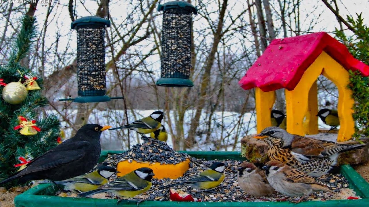 🔴 LIVE Bird Feeder Cam | Birds for Cats & Relaxing Nature sounds🌿Cat TV Birds [ 06/02/2026]