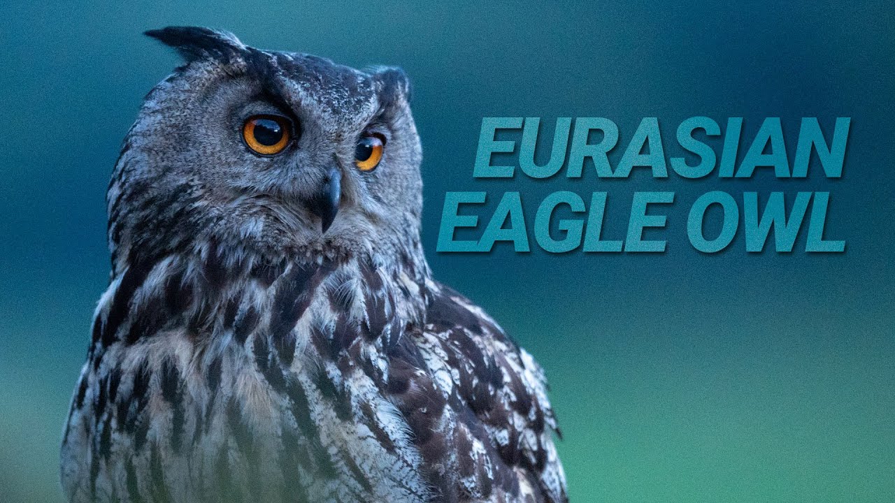 Wildlife photography: Eurasian Eagle Owl / Hubro i fjellet