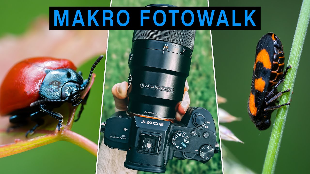 Makro Fotowalk POV | Insekten fotografieren im Wald | Makro Fotografie im Sommer