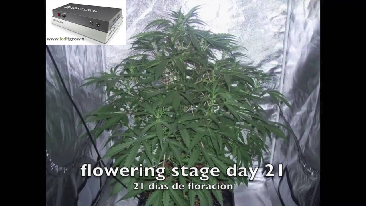 led it grow 400w voor de groei & bloei