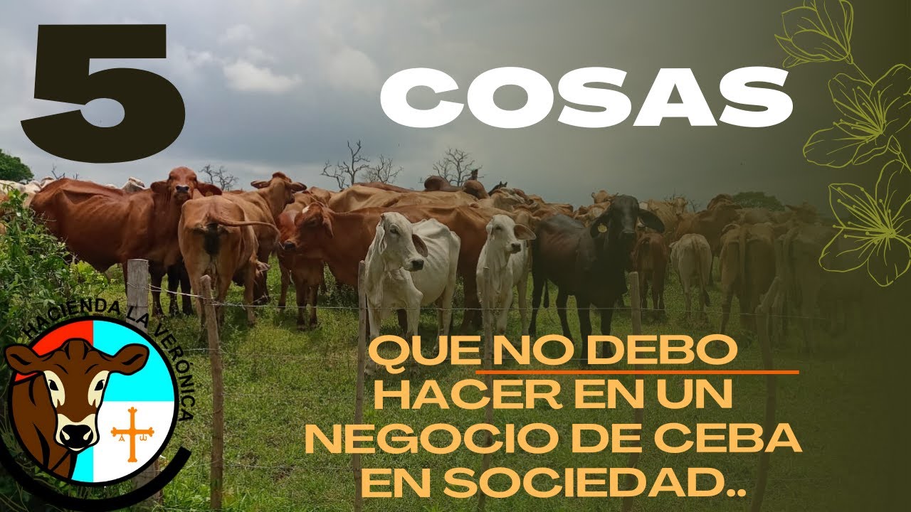 5 COSAS QUE NO DEBES HACER EN UN NEGOCIO DE ENGORDE EN SOCIEDAD
