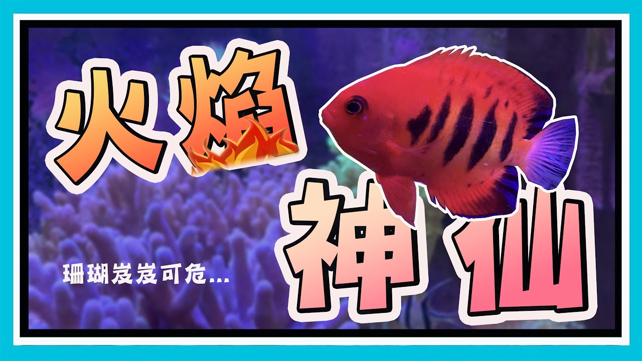 火焰神仙初嘗試! 將小型神仙和珊瑚混養需要注意什麼呢?【阿宅 X Dane's Aquarium】