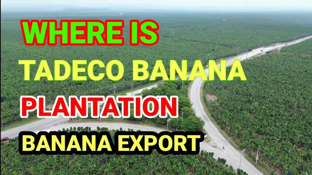 WHERE IS TADECO BANANA PLANTATION. 