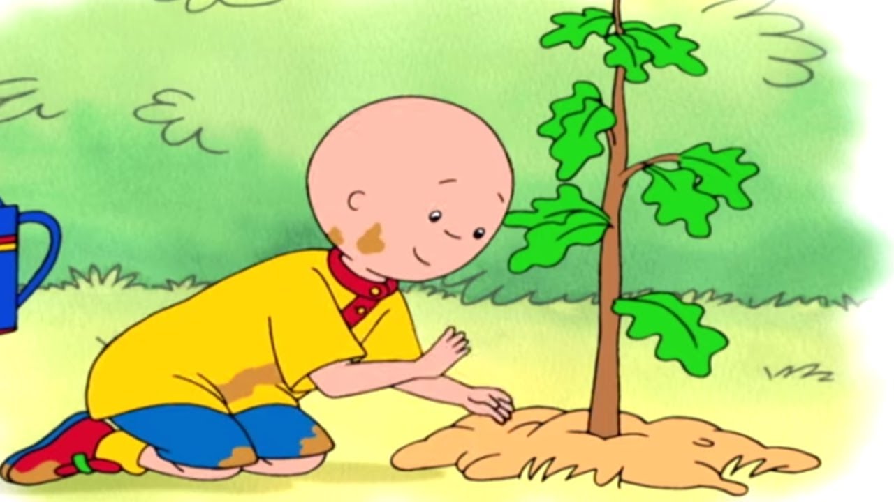 Caillou Plants a Tree | Caillou Cartoon