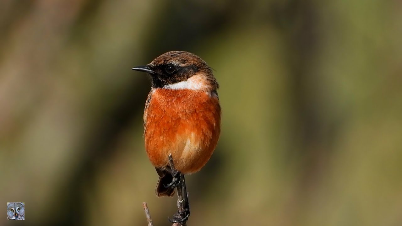 European stonechat,Svartstrupe,Черноголовый чекан,Saxicola rubicola,Schwarzkehlchen,Roodborsttapuit