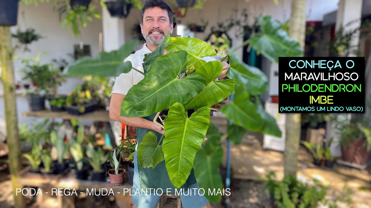 Conheça o PHILODENDRON IMBE. Faça Mudas e Monte Um Lindo Vaso