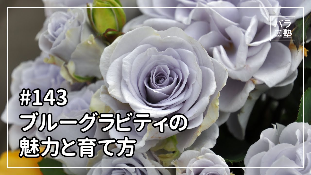 #143 ブルーグラビティの魅力と育て方