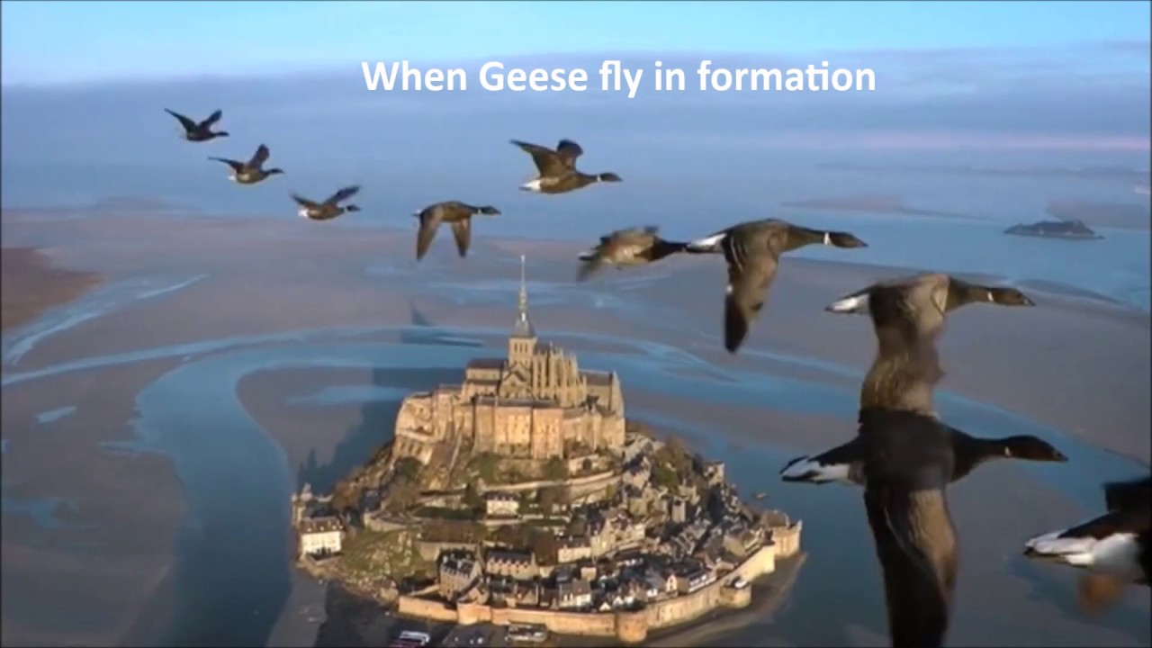 Lessons of the Geese - The Art of Teamwork
