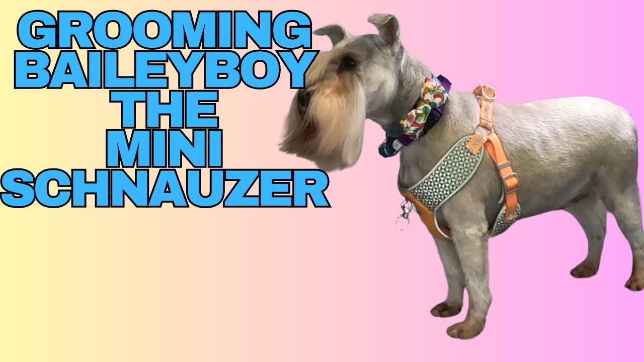Baileyboy the Miniature Schnauzer Gets Groomed
