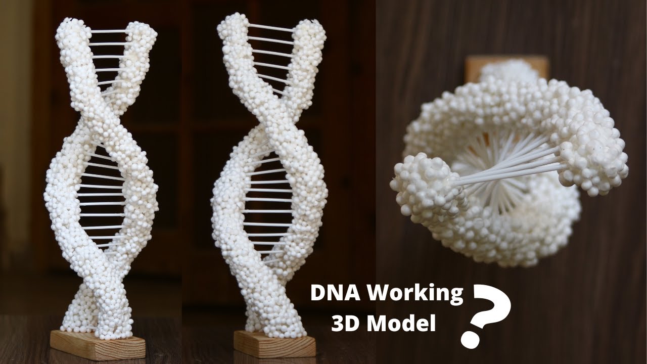 How to make DNA 3d working model DIY | How to build a DNA model rotate at 360° for science projects