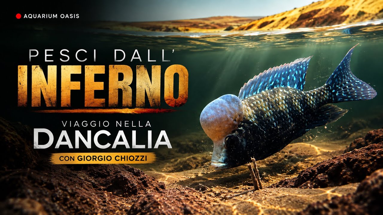 Pesci dall’Inferno | Viaggio nella Dancalia con Giorgio Chiozzi