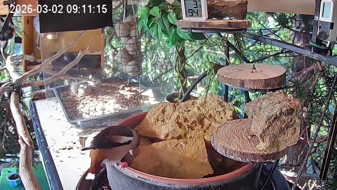 Ruhiger Morgen am Vogel-Spa (02.03.2026)