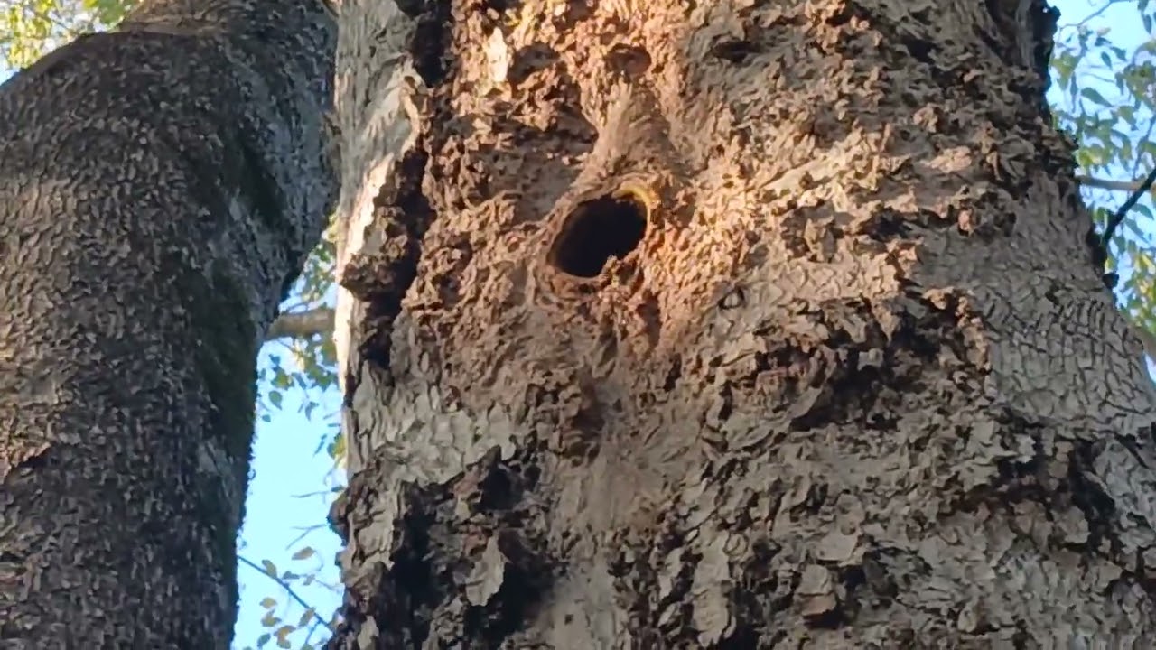 Wild bee tree that began in spring of 2025