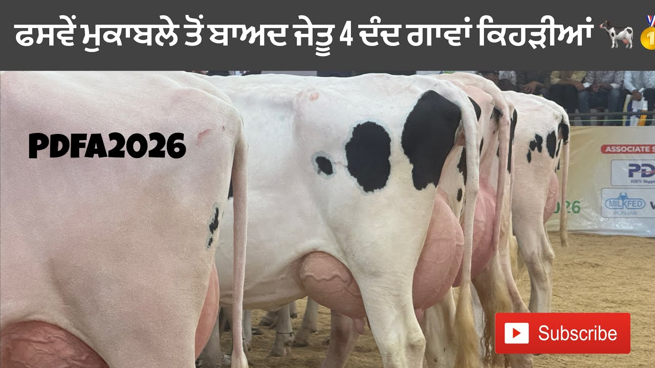 4 ਦੰਦ ਗਾਵਾਂ ਦਾ ਮੁਕਾਬਲਾ।ਗੋਰੇ ਕਹਿੰਦੇ ਏਦਾ ਦੀ ਲੜਾਈ ਨੀ ਦੇਖੀ ਕਦੇ 🐄। PDFA. @ParminderHeron 